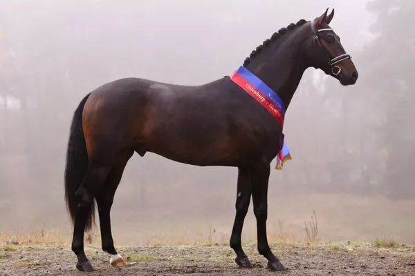 Oldenburger Hengst-Tage 2025 - Tageskarte