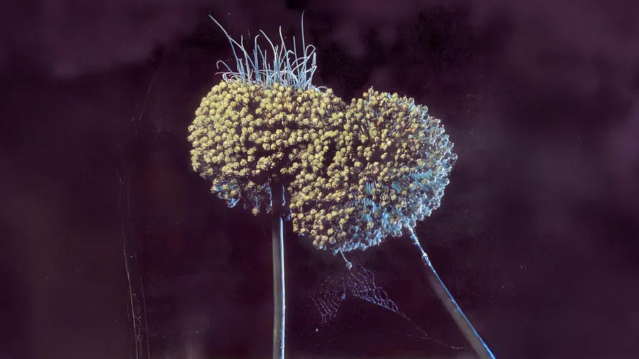 Boze Wolven, Een ode aan Gorky