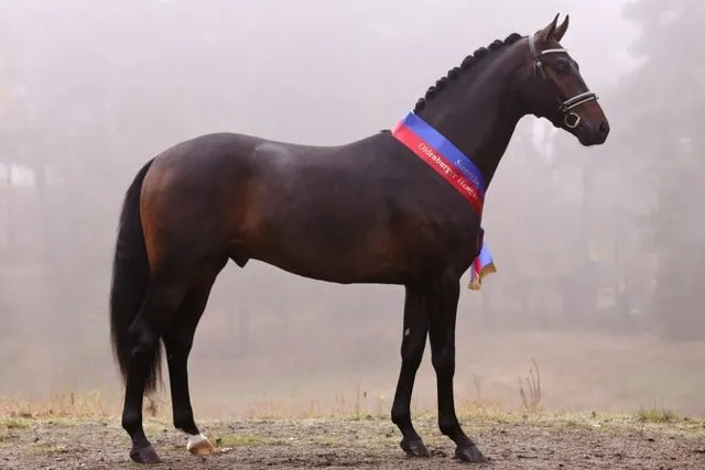 Oldenburger Hengst-Tage