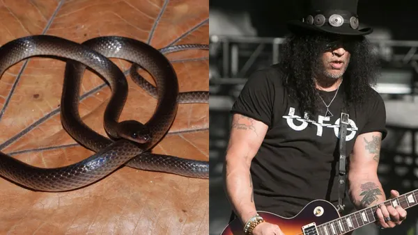 New Snake Species Named After Slash